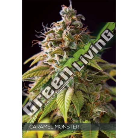 3 UND FEM - CARAMEL MONSTER VISION SEEDS 3 UND FEM