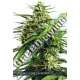 3 UND FEM - VISION GORILLA AUTO VISION SEEDS 3 UND FEM