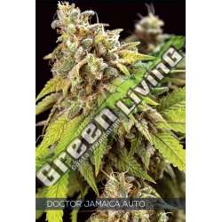 3 UND FEM - DOCTOR JAMAICA AUTO VISION SEEDS 3 UND FEM