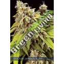 3 UND FEM - DOCTOR JAMAICA AUTO VISION SEEDS 3 UND FEM