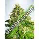 2 UND FEM - AUTO CANNABIS LIGHT MINISTRY SEEDS 2 UND FEMINIZADAS