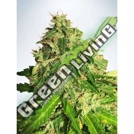 2 UND FEM - AUTO CANNABIS LIGHT MINISTRY SEEDS 2 UND FEMINIZADAS