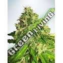 2 UND FEM - AUTO CANNABIS LIGHT MINISTRY SEEDS 2 UND FEMINIZADAS