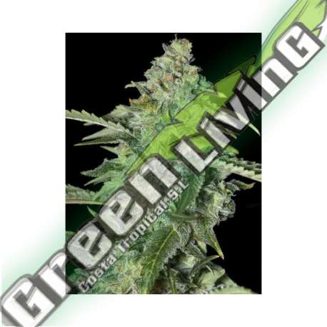 3 UND FEM - TNT KUSH CBD EVA SEEDS 3 UND FEMINIZADAS