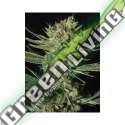 3 UND FEM - ONLY CBD EVA SEEDS 3 UND FEMINIZADAS