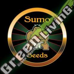 3 UND FEM - PURPLE FRUIT AUTO SUMO SEEDS 3 UND FEMINIZADAS