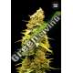 5 UND FEM - BANANA MONKEY BULK SEED 5 UND FEM