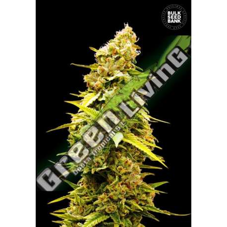 5 UND FEM - BANANA MONKEY BULK SEED 5 UND FEM