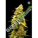 5 UND FEM - BANANA MONKEY BULK SEED 5 UND FEM