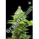 5 UND FEM - SHERBET POWER BULK SEED 5 UND FEM