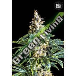 5 UND FEM - ZKITTLY ZI ZI BULK SEED 5 UND FEM