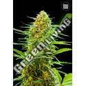 5 UND FEM - AUTO BANANA MONKEY BULK SEED 5 UND FEM