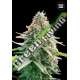 5 UND FEM - AUTO GELATO SAMBA BULK SEED 5 UND FEM