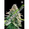 5 UND FEM - AUTO GELATO SAMBA BULK SEED 5 UND FEM