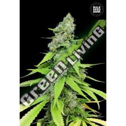 5 UND FEM - AUTO GRANDE CRACK BULK SEED 5 UND FEM