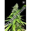 5 UND FEM - AUTO GRANDE CRACK BULK SEED 5 UND FEM