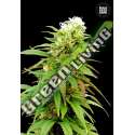 5 UND FEM - AUTO ZKITTLY ZI ZI BULK SEED 5 UND FEM