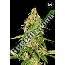5 UND FEM - AUTO CBD WHITE WIDOW BULK SEED 5 UND FEM