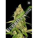 5 UND FEM - AUTO CBD WHITE WIDOW BULK SEED 5 UND FEM