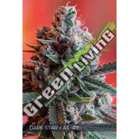 3 UND FEM - DARK STAR X AK-49 VISION SEEDS 3 UND FEM