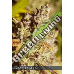 3 UND FEM - VISION GORILLA VISION SEEDS 3 UND FEM