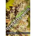 3 UND FEM - VISION GORILLA VISION SEEDS 3 UND FEM