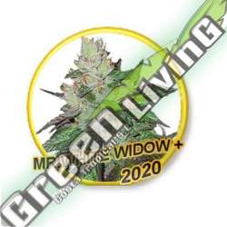 3 UND FEM - MR. WHITE WIDOW + MR. HIDE SEEDS 3 UND FEM