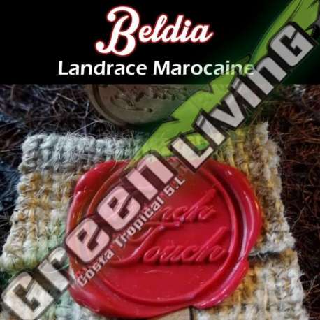 5 UND REG - BELDIA FRENCH TOUCH SEEDS REGULAR 5 UND