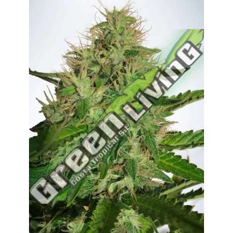 2 UND FEM - CANNABIS LIGHT MINISTRY SEEDS 2 UND FEMINIZADAS