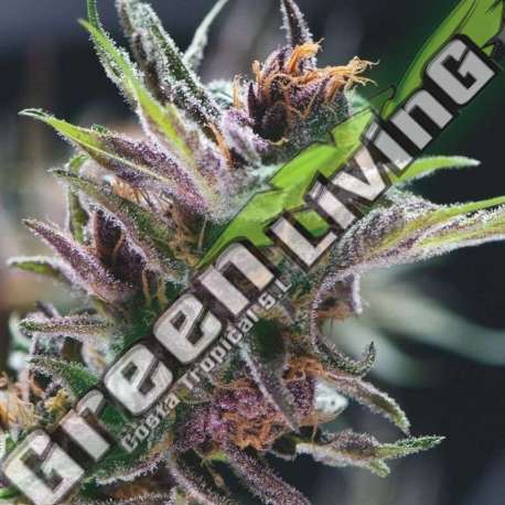 3 UND FEM - BLACK CHERRY PUNCH PYRAMID SEEDS FEMINIZADA 3 UND