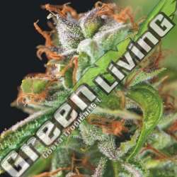 3 UND FEM - DOUBLE OG HAZE PYRAMID SEEDS FEMINIZADA 3 UND