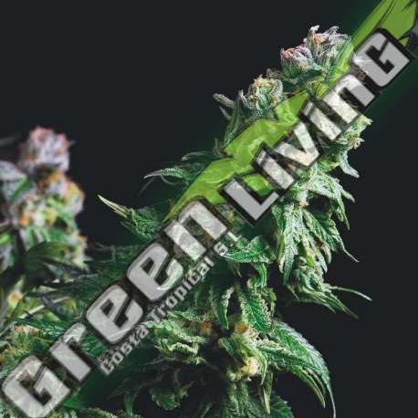 3 UND FEM - PURPLE URKLE PYRAMID SEEDS FEMINIZADA 3 UND