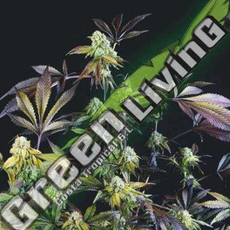 3 UND FEM - SUNSET SHERBET PYRAMID SEEDS FEMINIZADA 3 UND