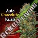 5 UND FEM - AUTO CHOCOLATE KUSH 00SEEDS 5 UND FEMINIZADAS