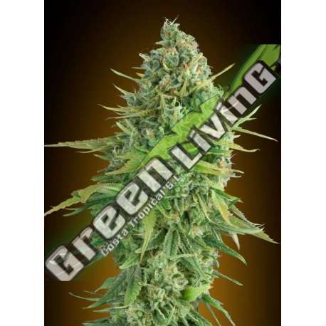 5 UND FEM - AUTO DO-SI-DOS COOKIES 00SEEDS 5 UND FEMINIZADAS