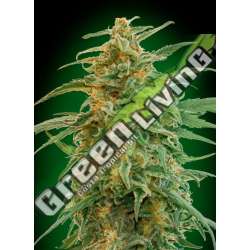 5 UND FEM - AUTO GORILLA 00SEEDS 5 UND FEMINIZADAS