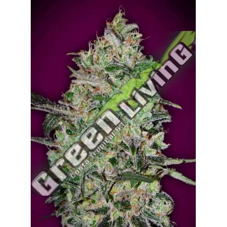 5 UND FEM - BUBBLE GUM FAST 00SEEDS 5 UND FEMINIZADAS