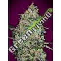 5 UND FEM - BUBBLE GUM FAST 00SEEDS 5 UND FEMINIZADAS