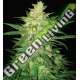 3 UND FEM - COLOMBIAN GOLD RYDER (AUTOFLOWERING C.) WORLD OF SEEDS 3 UND FEMINIZADAS