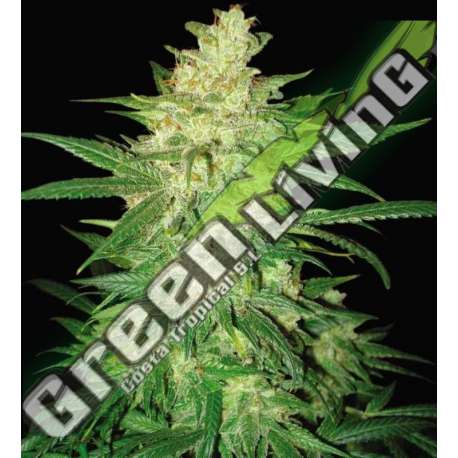 3 UND FEM - COLOMBIAN GOLD RYDER (AUTOFLOWERING C.) WORLD OF SEEDS 3 UND FEMINIZADAS