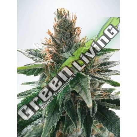 2 UND FEM - GOD'S GLUE MINISTRY SEEDS 2 UND FEMINIZADAS