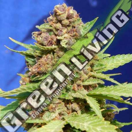 3 UND FEM - PURPLE PUNCH COOKIES ORIGINAL SENSIBLE 3 UND FEMINIZADA