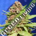 3 UND FEM - PURPLE PUNCH COOKIES ORIGINAL SENSIBLE 3 UND FEMINIZADA