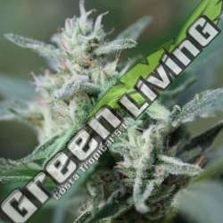 3 UND FEM - CANNAFUEL CBD+ ORIGINAL SENSIBLE 3 UND FEMINIZADAS