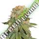 10 UND REG - ORANGE BUD NIRVANA 10 UND REGULARES
