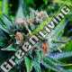 3 UND FEM - BLUE DREAM NIRVANA 3 UND FEMINIZADAS