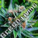 3 UND FEM - BLUE DREAM NIRVANA 3 UND FEMINIZADAS