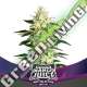 2 UND FEM - MANGO JUICE BSF SEEDS 2 UND FEMINIZADAS