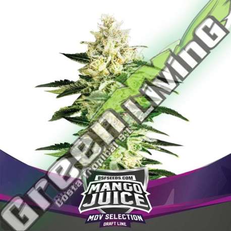 2 UND FEM - MANGO JUICE BSF SEEDS 2 UND FEMINIZADAS