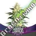 2 UND FEM - MANGO JUICE BSF SEEDS 2 UND FEMINIZADAS